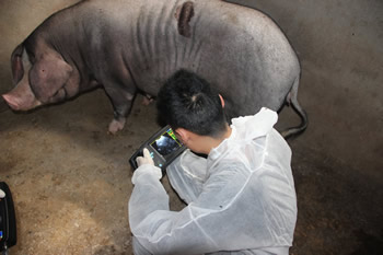 獸用B超機,寵物B超機,獸用b超,獸用孕檢B超,豬用B超,豬用B超機