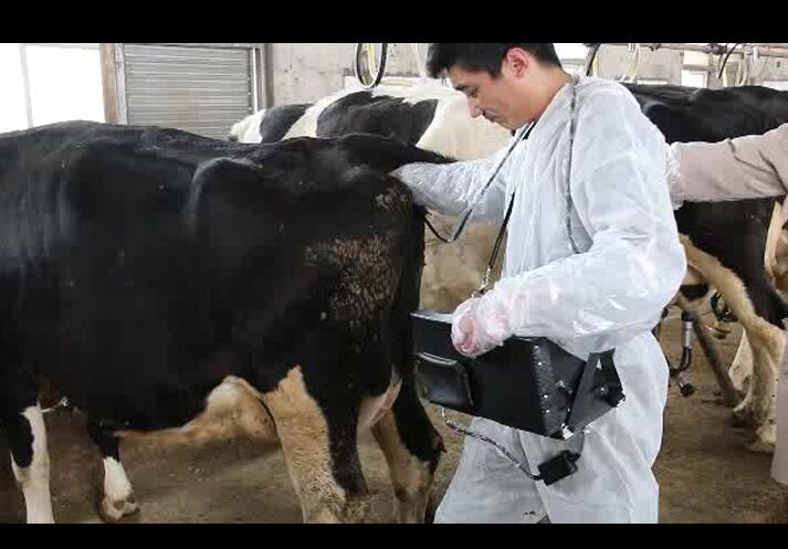 獸用B超,動(dòng)物B超機(jī),牛用B超機(jī)