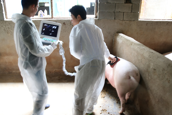 獸用B超機(jī),獸用b超,獸用孕檢B超,母豬驗孕儀,豬用驗孕儀,豬用b超