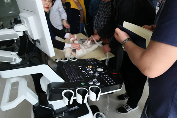 小法牛享受著大為醫(yī)療寵物彩超的檢查，一點(diǎn)排斥感都沒有。可見機(jī)器對寵物的舒適度很合適。